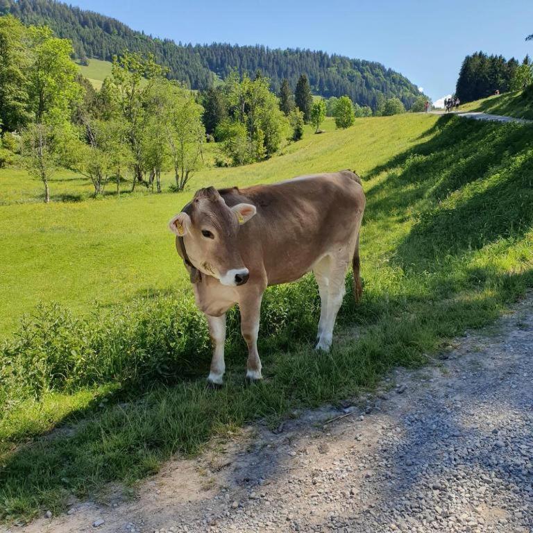 Ferienwohnung Allgaeuglueck Im Ferienpark Oberallgaeu Mit Hallenbad, Sauna, Wlan Missen-Wilhams Esterno foto